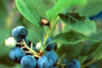 Wild Blueberry Pest Control