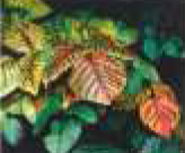 poison-ivy-fall