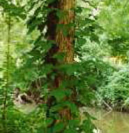skin-irritation-tree