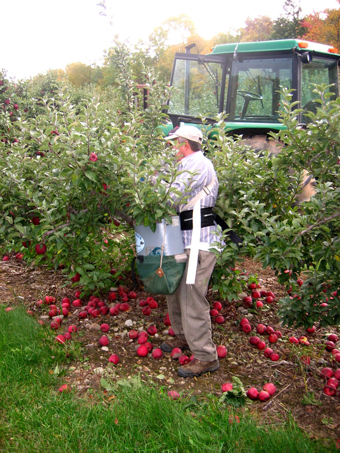 SmallMedium Orchards NYCAMH