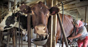 Different Milking Environments