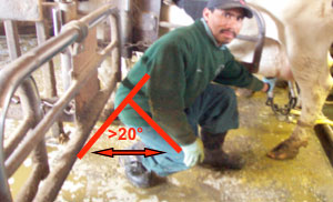 Milking Cows - Awkward Postures