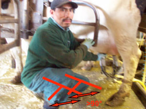 Milking Cows - Awkward Postures