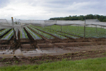 Tobacco Planting