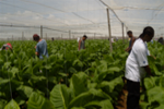 Tobacco Stringing